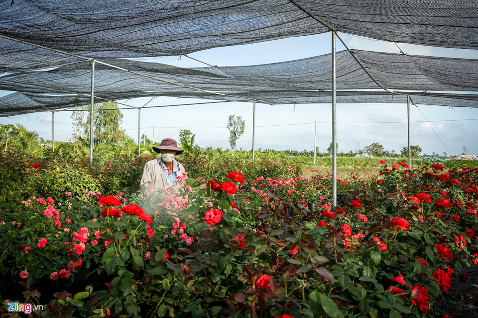 Hoa hồng Sa Đéc cháy hàng trước Tết